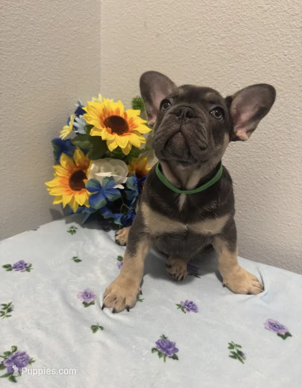 French Bulldog – French Bulldog puppy for sale in Valrico, FL