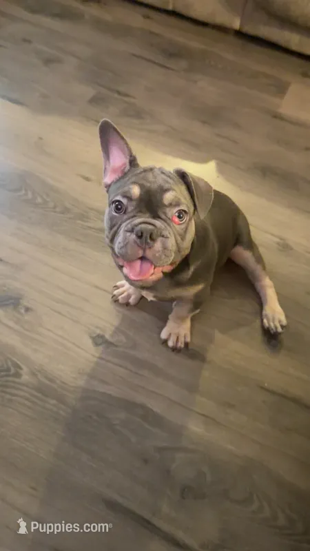 French bulldog – French Bulldog puppy for sale in Valrico, FL