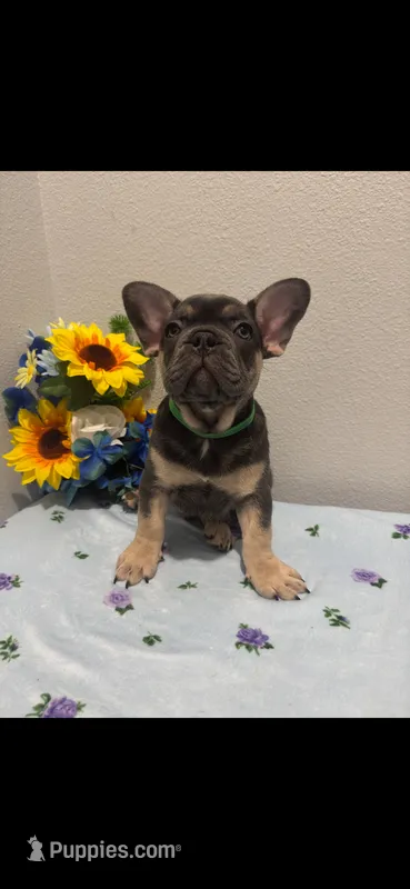 French Bulldog – French Bulldog puppy for sale in Valrico, FL