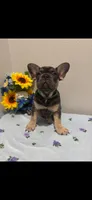 French Bulldog, a male French Bulldog for sale in Valrico, FL – 1 of 3