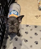 French bulldog, a male French Bulldog for sale in Valrico, FL – 2 of 4