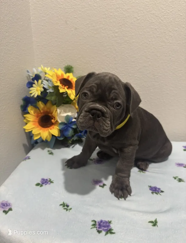 French bulldog – French Bulldog puppy for sale in Valrico, FL