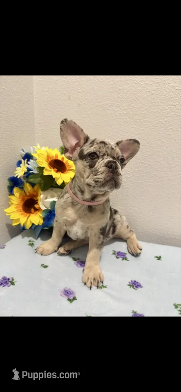 French Bulldog Merle – French Bulldog puppy for sale in Valrico, FL