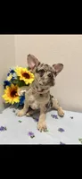 French Bulldog Merle, a female French Bulldog for sale in Valrico, FL – 1 of 3