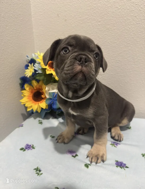 French bulldog – French Bulldog puppy for sale in Valrico, FL