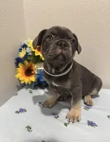 French bulldog, a male French Bulldog for sale in Valrico, FL – 2 of 2