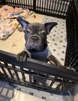French bulldog, a male French Bulldog for sale in Valrico, FL – 1 of 4