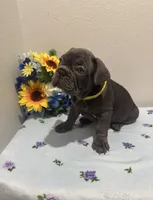 French bulldog, a male French Bulldog for sale in Valrico, FL – 2 of 2