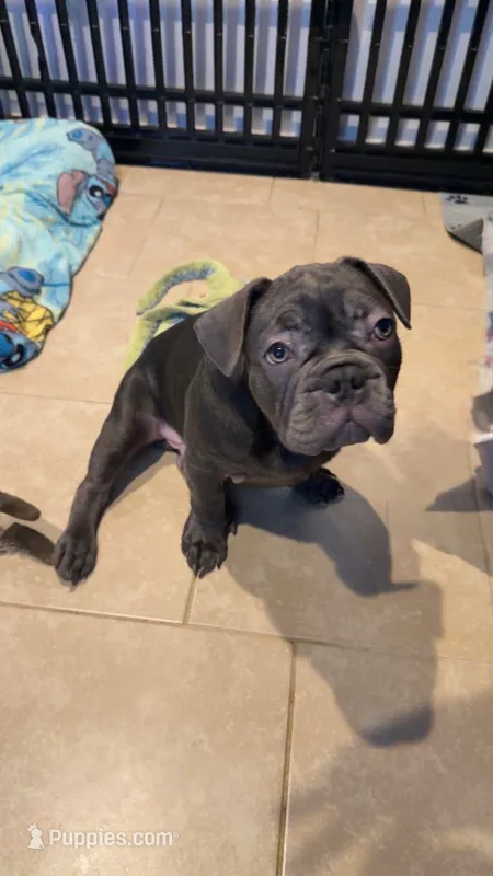 French bulldog – French Bulldog puppy for sale in Valrico, FL