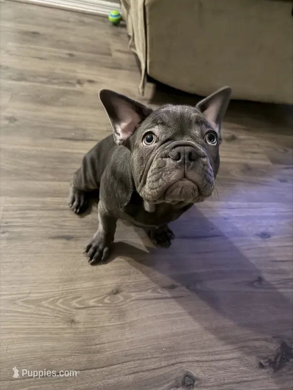 French bulldog – French Bulldog puppy for sale in Valrico, FL