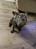 French bulldog, a male French Bulldog for sale in Valrico, FL – 3 of 4