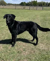 Hennessy, a male German Shepherd Dog and Great Pyrenees for sale in Mulberry, FL – Photo 4 of 4