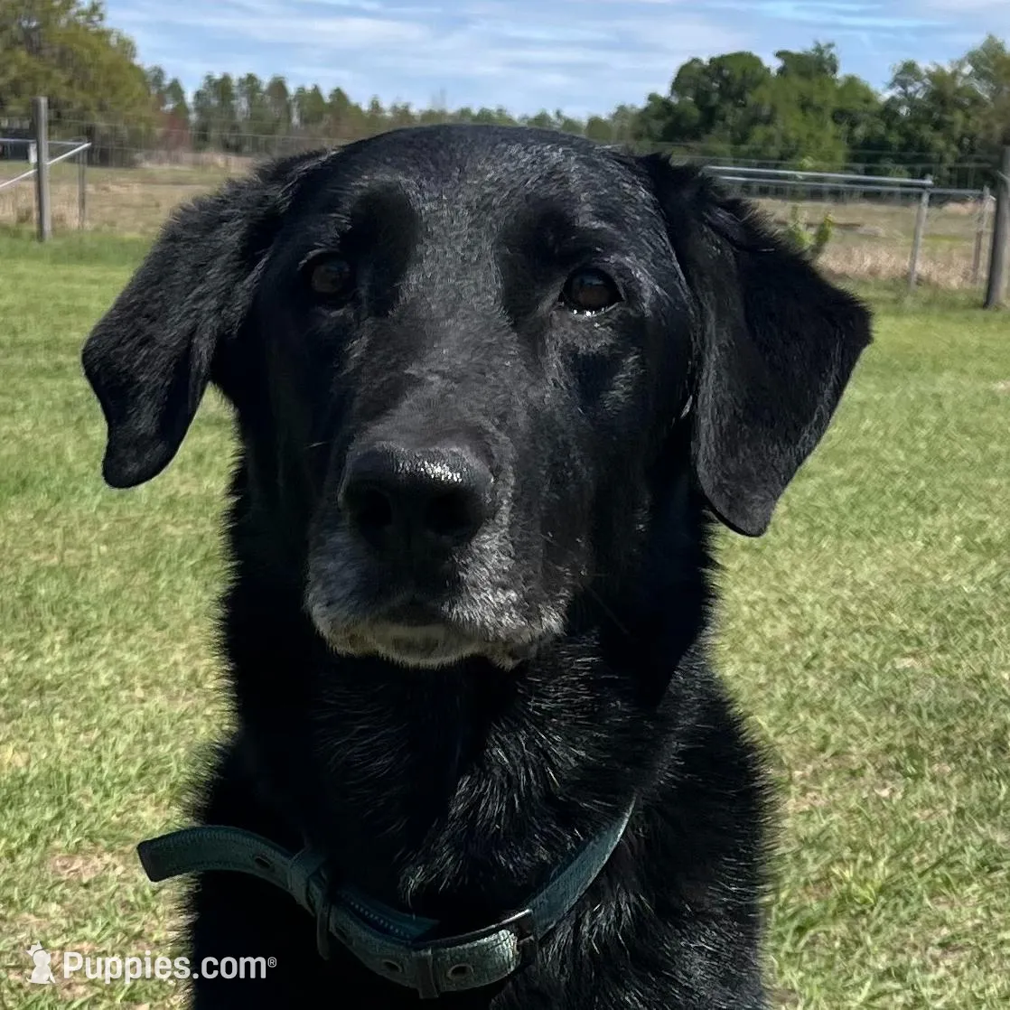 Hennessy – German Shepherd Dog, Great Pyrenees puppy for sale in Mulberry, FL