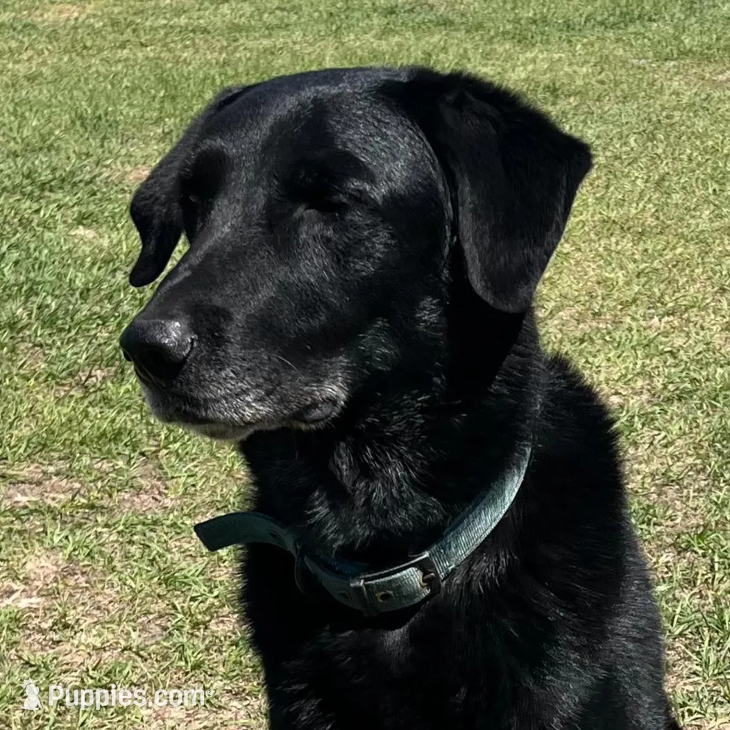 Hennessy, a male German Shepherd Dog and Great Pyrenees for sale in Mulberry, FL – Photo 3 of 4