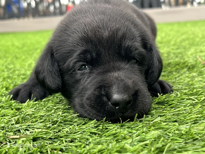 Mung Male – Labrador Retriever puppy for sale in Mulberry, FL