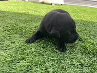 Mung Male, a male Labrador Retriever for sale in Mulberry, FL – Photo 1 of 5