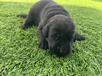 Mung Male, a male Labrador Retriever for sale in Mulberry, FL – Photo 3 of 5