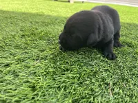 Mung Male, a male Labrador Retriever for sale in Mulberry, FL – Photo 2 of 5