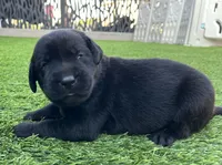 Pretzel Blk Female, a female Labrador Retriever for sale in Mulberry, FL – 3 of 6