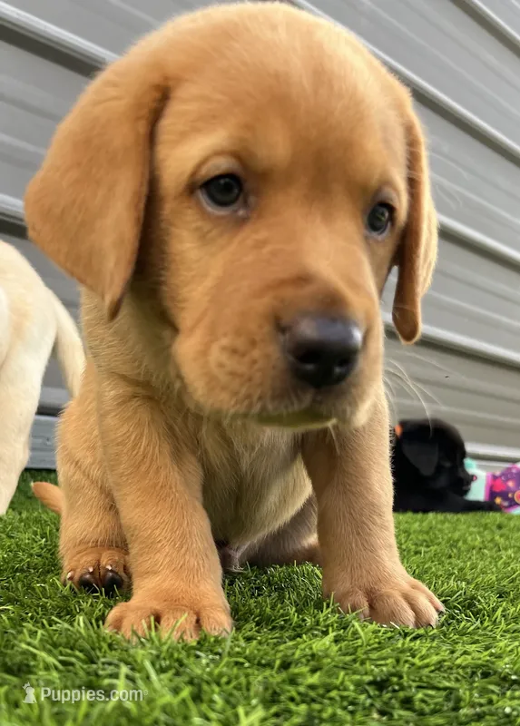 Brioche Yell/Red Male – Labrador Retriever puppy for sale in Mulberry, FL