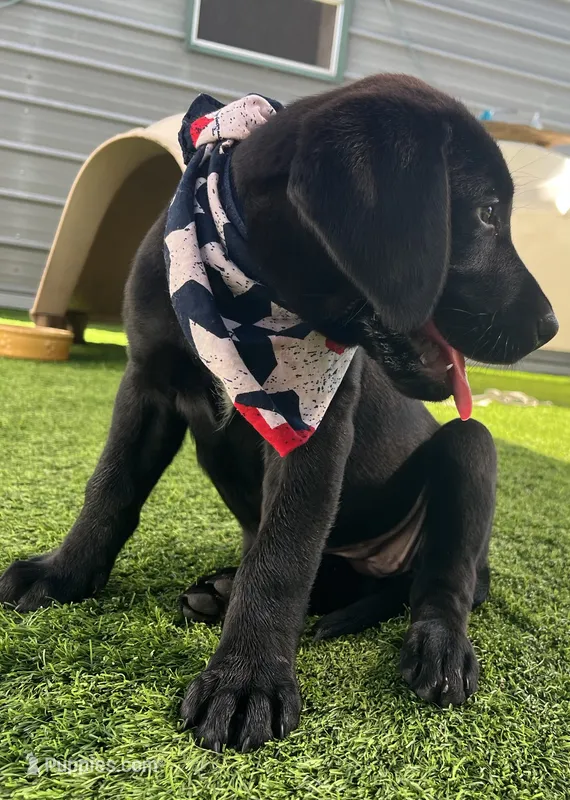 Pumpernickel Blk Female w/white chest patch – Labrador Retriever puppy for sale in Mulberry, FL