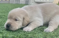 Cornbread Yellow Male, a male Labrador Retriever for sale in Mulberry, FL – 3 of 6