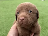 Male Teal Collar, a male Chesapeake Bay Retriever for sale in Mulberry, FL – Photo 4 of 6