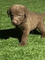 Male Teal Collar, a male Chesapeake Bay Retriever for sale in Mulberry, FL – Photo 3 of 6