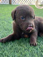 Male Teal Collar, a male Chesapeake Bay Retriever for sale in Mulberry, FL – Photo 6 of 6