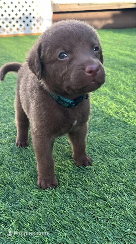 Male Teal Collar, a male Chesapeake Bay Retriever for sale in Mulberry, FL – Photo 1 of 6