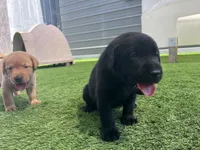 Pretzel Blk Female, a female Labrador Retriever for sale in Mulberry, FL – 4 of 6