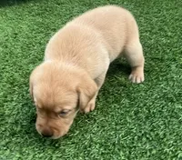 Brioche Yell/Red Male, a male Labrador Retriever for sale in Mulberry, FL – 3 of 6