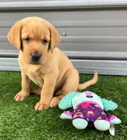 Brioche Yell/Red Male, a male Labrador Retriever for sale in Mulberry, FL – 5 of 9