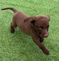Male Cream Collar, a male Chesapeake Bay Retriever for sale in Mulberry, FL – Photo 4 of 8