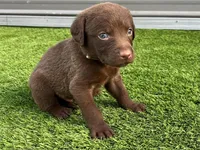 Male Cream Collar, a male Chesapeake Bay Retriever for sale in Mulberry, FL – Photo 8 of 8