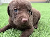 Male Cream Collar, a male Chesapeake Bay Retriever for sale in Mulberry, FL – Photo 7 of 8