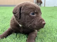 Male Cream Collar, a male Chesapeake Bay Retriever for sale in Mulberry, FL – Photo 5 of 8