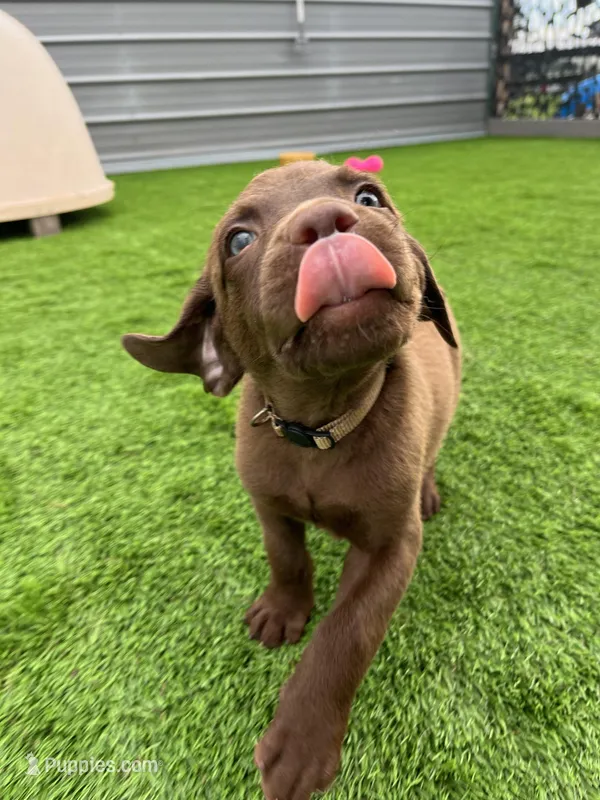 Male Cream Collar, a male Chesapeake Bay Retriever for sale in Mulberry, FL – Photo 1 of 8
