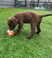 Male Cream Collar, a male Chesapeake Bay Retriever for sale in Mulberry, FL – Photo 3 of 8