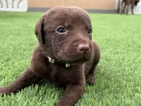 Male Cream Collar, a male Chesapeake Bay Retriever for sale in Mulberry, FL – Photo 6 of 8