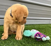 Brioche Yell/Red Male, a male Labrador Retriever for sale in Mulberry, FL – 4 of 9