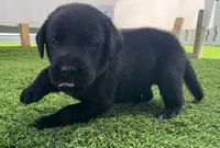 Rye Blk Male (White toes), a male Labrador Retriever for sale in Mulberry, FL – 3 of 6