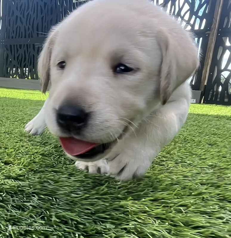 Naan White Female – Labrador Retriever puppy for sale in Mulberry, FL