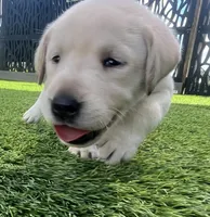 Naan White Female, a female Labrador Retriever for sale in Mulberry, FL – 1 of 4