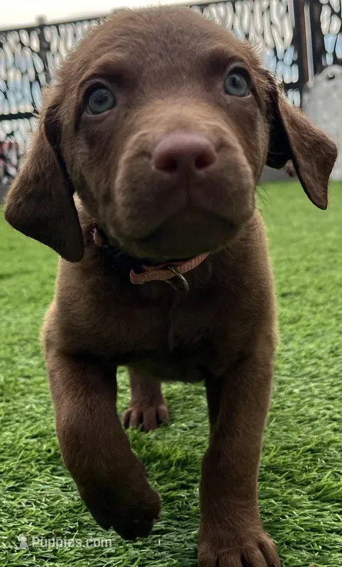 Female Lite Pink Collar