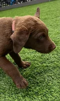 Female Lite Pink Collar, a female Chesapeake Bay Retriever for sale in Mulberry, FL – Photo 3 of 8