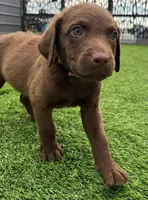 Female Lite Pink Collar, a female Chesapeake Bay Retriever for sale in Mulberry, FL – Photo 5 of 8