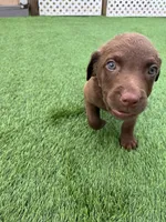 Female Lite Pink Collar, a female Chesapeake Bay Retriever for sale in Mulberry, FL – Photo 4 of 8