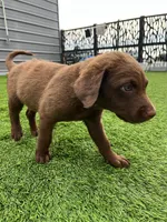 Female Lite Pink Collar, a female Chesapeake Bay Retriever for sale in Mulberry, FL – Photo 6 of 8