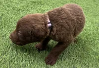 Female Lite Pink Collar, a female Chesapeake Bay Retriever for sale in Mulberry, FL – Photo 8 of 8